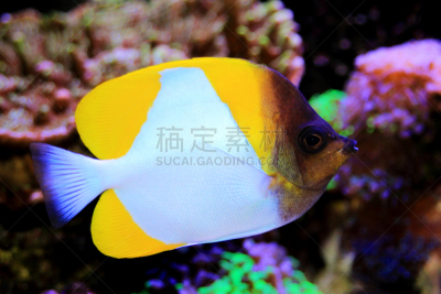 锥形蝴蝶鱼,自然美,鱼缸,热带鱼,生物学,深的,杂食动物,海洋生命,野生动物,环境