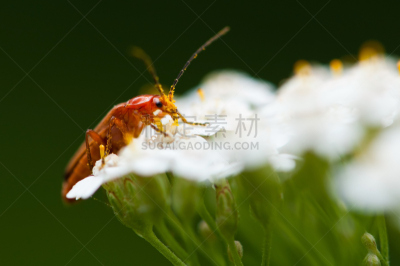 兵甲虫,水平画幅,动物身体部位,夏天,户外,图像,特写,明亮,植物,彩色图片