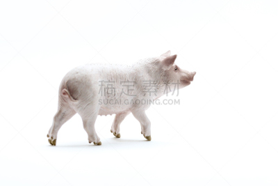 图像,猪,家猪,白色背景,熏猪肉,背景分离,粉色,玩具,五花肉,兰德瑞斯猪