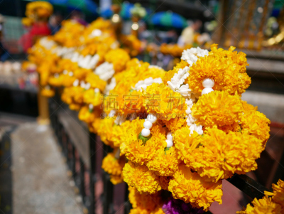 万寿菊,篱笆,接力赛,四面佛,非洲万寿菊,美,水平画幅,无人,夏天,户外