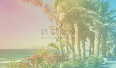 棕榈树,单色图片,热带气候,复古风格,背景,热带树,夏天,户外,天空,晴朗