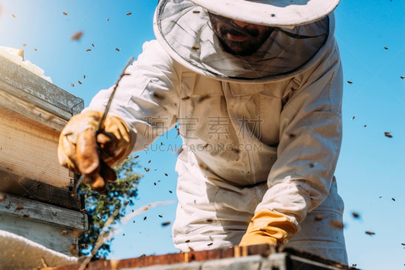 beekeeper,蜂蜜,蜂王浆,工蜂,守门员,养蜂,蜡,提举,蜂蜡,夏天