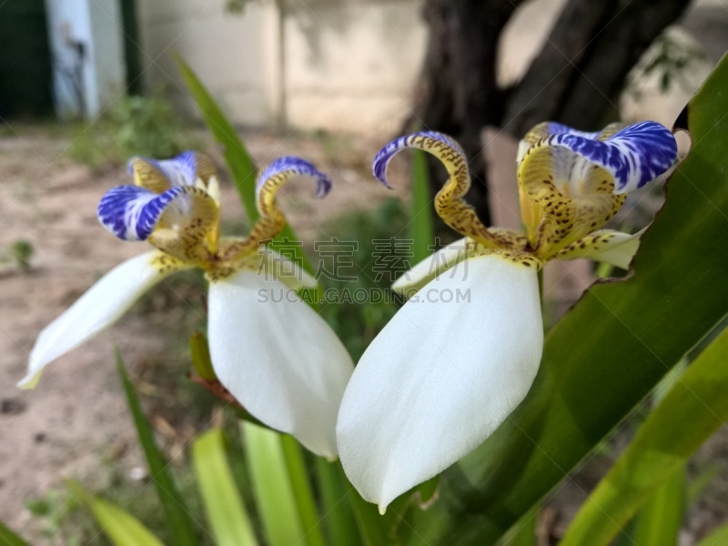 巴西,园林,真菌性口炎,美,水平画幅,情绪压力,纯净,夏天,特写,虎