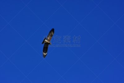 大沼泽地鸢,肚子,人老心不老,黄昏,视角,白昼,图像,佛罗里达,动物背脊,一只动物