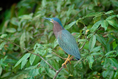 tortuguero national park,哥斯达黎加,里蒙省,苍鹭,水平画幅,绿色,无人,2015年,鸟类,户外