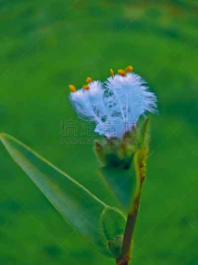 簇,束状带,自然,垂直画幅,植物茎,植物,紫罗兰,紫色,摄影