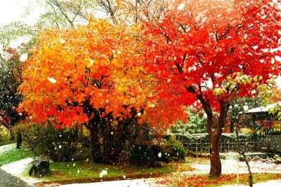 秋天,粉末状雪,水平画幅,雪,无人,葡萄树枫木,户外,北海道,镜头眩光,红色