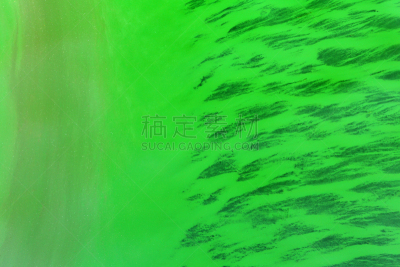 藻类,绿色背景,水,富营养化水体,水平画幅,无人,湿,水库,户外,湖