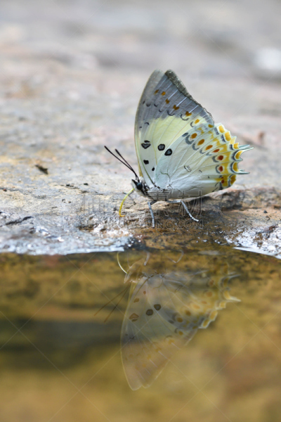 蝴蝶,珠宝,垂直画幅,动物身体部位,夏天,动物鳍,白色,波波头,条纹,大特写