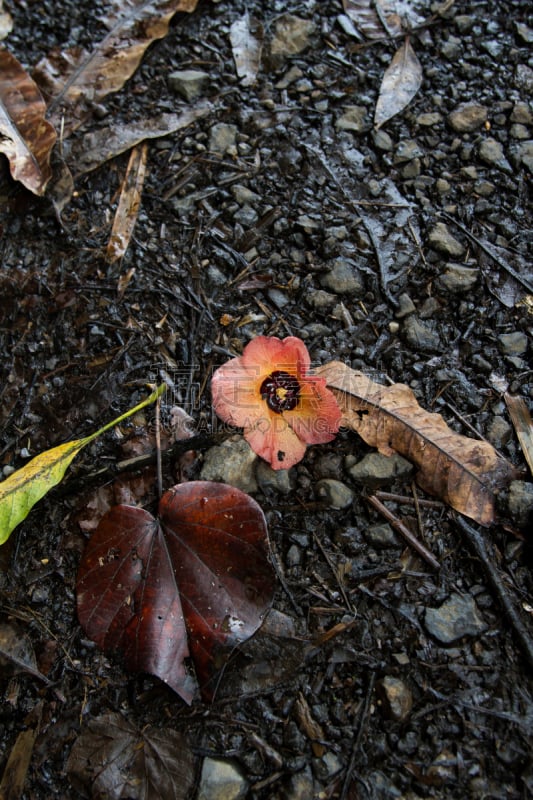 木槿属,死亡的植物,自然,垂直画幅,美,褐色,岩石,无人,干花,湿