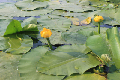 黄睡莲,仅一朵花,yellow water,滕黄八叠球菌,浮萍,水平画幅,无人,夏天,沼泽,户外