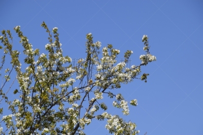 樱桃,枝,花朵,天空,留白,动物身体部位,野外动物,花束,白色,清新