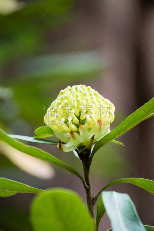 绿色,特洛皮,茎,花头,垂直画幅,春天,无人,野生植物,澳大利亚,野花