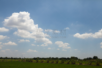 田地,稻,三宝颜锡布格,锥形帽,喀拉拉邦,巴厘岛,稻田,水,天空,美