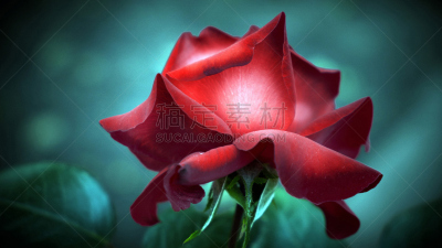 玫瑰,蓝色,红色,背景,美,芳香的,水平画幅,符号,在边上,夏天