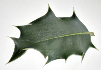绿色,冬青树,叶子,大翠绿蛾,植物,水平画幅,无人,尖利,一个物体,摄影