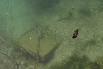 黑鸭,日内瓦湖,水,水平画幅,欧亚大陆,黑水鸡,鸟类,动物学,野外动物,水库