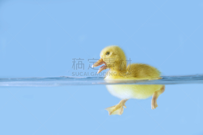 可爱的,鸭子,水,湿,纯净,一只动物,小的,动物足,动物,鸟类