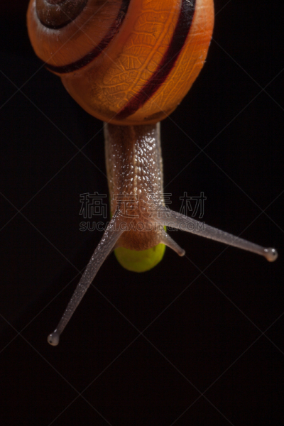 绿色,叶子,菜园蜗牛,垂直画幅,水,苔藓,缓慢的,野外动物,夏天,白色