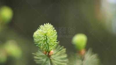 四季,水平画幅,无人,云杉,纳尔奇克,俄罗斯,高加索山脉,花蕾,蓝叶云杉,春天