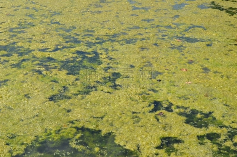 赤潮,白昼,夏天,绿色,肮脏的,背景,环境,自然,图像