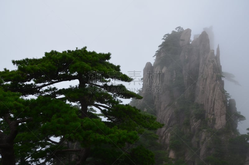 中国,黄山山脉,眩晕的,松科,松树,宁静,积雨云,自然荒野区,水平画幅,云