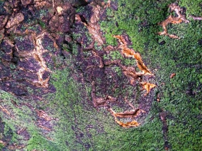 苔藓,树皮,拉伸图像,部分,环境,天气,树干,植物,自然现象,背景