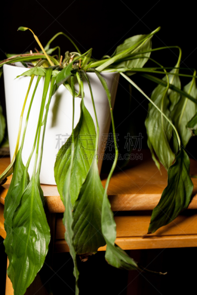室内植物,特写,百合花,锅,垂直画幅,水,无人,植物
