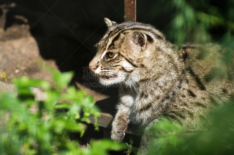 野猫,野生猫科动物,野生动物,水平画幅,无人,猫科动物,野外动物,哺乳纲,格鲁曼,彩色图片