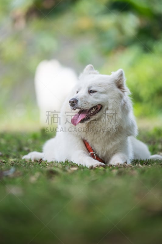 狗,进行中,草,北极狐,爱斯基摩犬,萨摩耶犬,阿拉斯加雪橇犬,雪橇犬,狐狸,垂直画幅