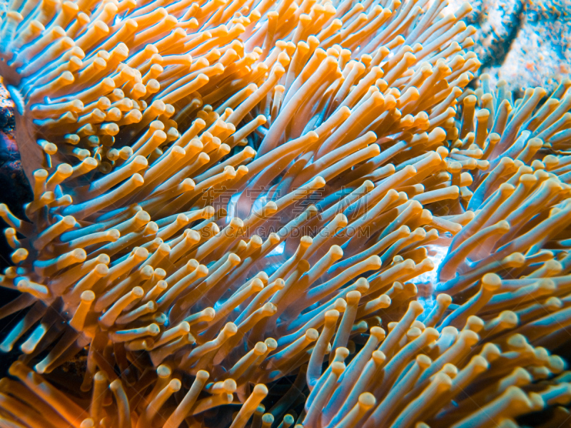 海葵,珊瑚,水,水肺潜水,水下,尼科巴鸠,野外动物,feather star,山脊,礁石