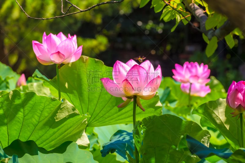 荷花,水,美