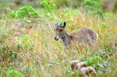 喀拉拉邦,印度,慕那尔,顶部,野山羊,山,褐色,水平画幅,nilgiri tahr,野生动物保护