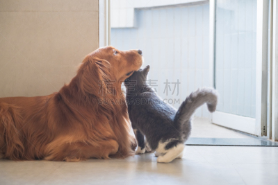 黄金,短发,猎犬,野生猫科动物,可爱的,宠物,热,室内,地板,图像