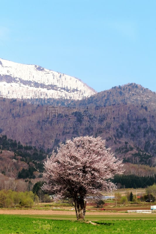 富良野,一只动物,樱桃,垂直画幅,天空,樱花,富良野盆地,无人,樱桃树,户外