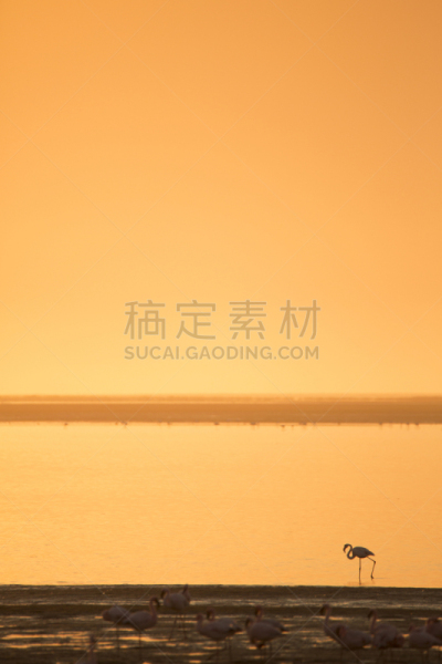 湿地,沃尔维斯湾,火烈鸟,垂直画幅,鸟类,大西洋,户外,滨水,大火烈鸟,斯瓦考普穆德