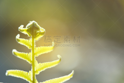 清新,叶子,自然,蕨类,绿色背景,接力赛,公园,水平画幅,无人,热带雨林
