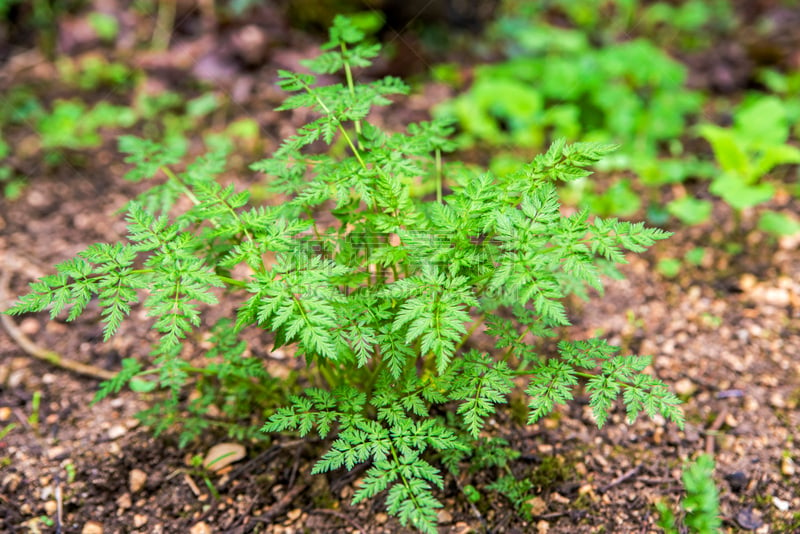 山萝卜,峨参,芳香的,水平画幅,素食,无人,维生素,植物,植物学