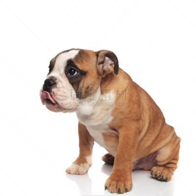 舌头,可爱的,英格兰斗牛犬,饥饿的,褐色,斗牛犬,白色,看,气促,狗