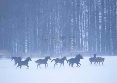 马,风,暴风雨,水平画幅,档案,食草动物,户外,十二宫图,非凡的,散养家禽