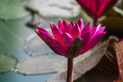 水,莲花坐式,印度,红色,蓝湖,正面视角,美,艺术,荷花,水平画幅