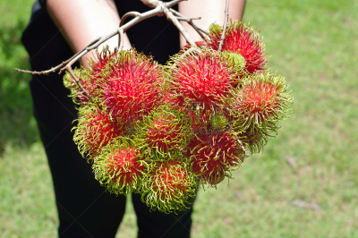 红毛丹,园林,水果,手,美味,农场,水平画幅,生食,维生素,组物体