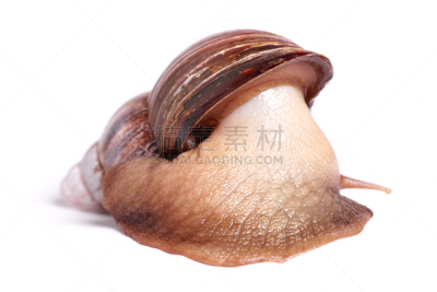 法式蜗牛,餐具,褐色,水平画幅,钙,软体动物,开胃品,生食,法式食品,动物身体部位