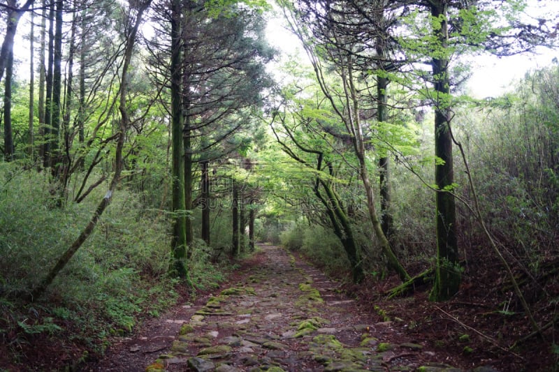 路,过时的,里山,箱根湿地植物园,水平画幅,地形,无人,户外,石材,箱根园