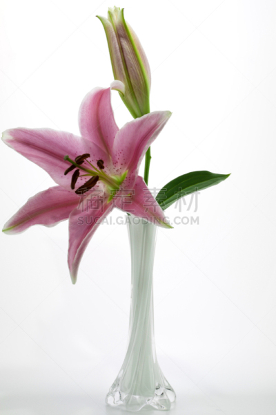 占星百合,高雅,白色,花瓶,自然,垂直画幅,美国,无人,百合花,花束