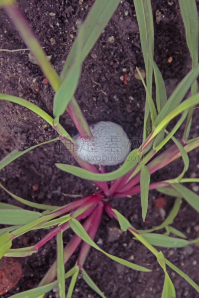 茧,杜鹃鸟,幼虫,吹沫虫,半翅目,马哈拉施特拉邦,垂直画幅,无人,2015年,节肢动物