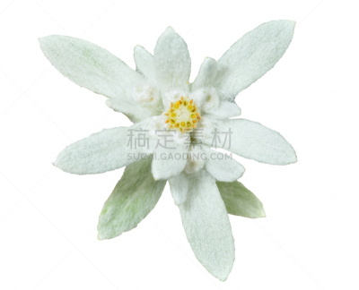 火绒草,自然,美,水平画幅,符号,野生植物,特写,野花,俄罗斯,毛绒绒