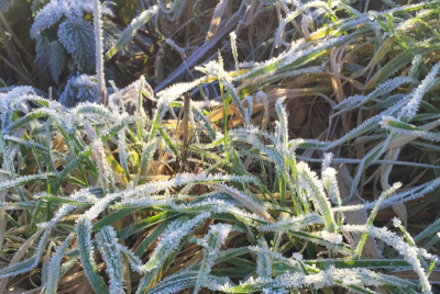 特写,植物,冻结的,水,天空,水平画幅,雪,无人,银叶菊,夏天
