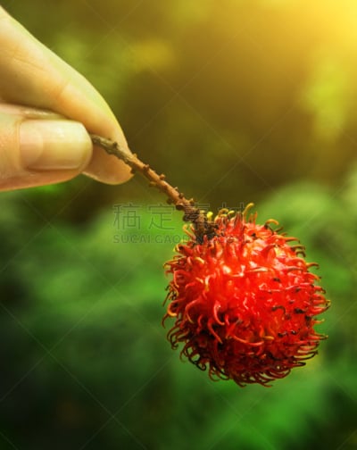 红毛丹,浆果,动物手,垂直画幅,维生素,异国情调,特写,泰国,甜点心,俄罗斯