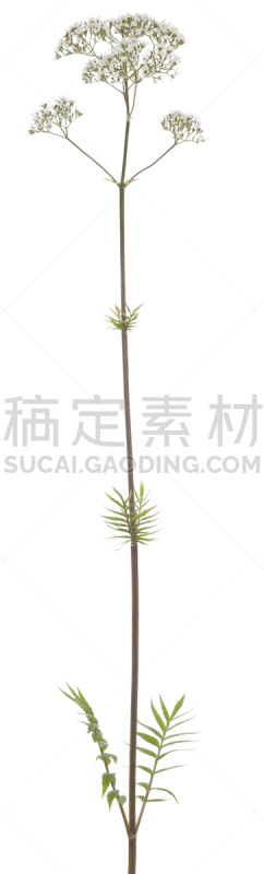 缬草属植物,垂直画幅,无人,全景,花序,巨大的,白色背景,仅一朵花,草药,花